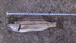 林崎漁港　車横付けで投げ釣り☆　コトヒキ27cmがヒット