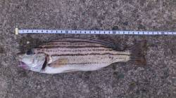 林崎漁港　車横付けで投げ釣り☆　コトヒキ2…