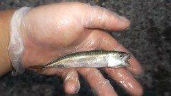 本荘人工島、１時間程の釣行で豆アジ75匹！