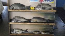 天神崎　フカセでコロダイ・チヌ・グレ・イサ…