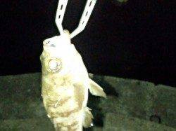 谷川　メバリングでメバル＆タケノコメバル各1匹