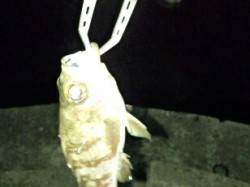 谷川　メバリングでメバル＆タケノコメバル各…