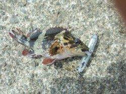 谷川　メバリングでメバル＆タケノコメバル各1匹