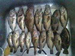 箱作　メバリングでメバル〜22cmをリリース含め40匹！