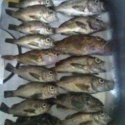 箱作　メバリングでメバル〜22cmをリリース含め40匹！