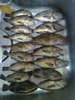 箱作　メバリングでメバル〜22cmをリリース含め40匹！