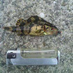 箱作　メバリングでメバル〜22cmをリリース含め40匹！