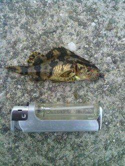 箱作　メバリングでメバル〜22cmをリリース含め40匹！