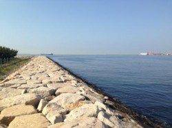 【イワシ早朝にラッシュ！】南芦屋浜リアル