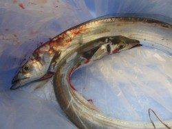 兵庫突堤、ワインドでこの時期には型の良いタチウオ！