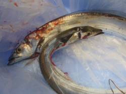 兵庫突堤、ワインドでこの時期には型の良いタ…