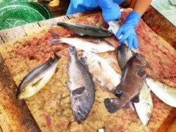 釣堀田尻で青物・ハタ・イサキ★