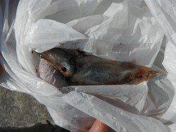 【マダコ・スルメ】ムコイチＲＴ