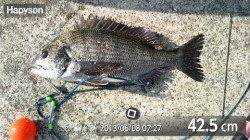 豆アジの時合は早朝に！泉大津RT(8日･朝)