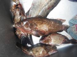 本日は根魚DAY☆岸和田一文字RT・8日