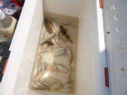 【豆アジ好調維持！】アジュール舞子ＲＴ