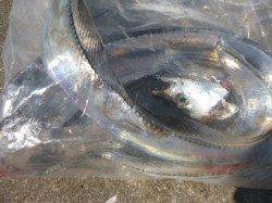 兵突ＲＴ　サビキやタチウオの状況