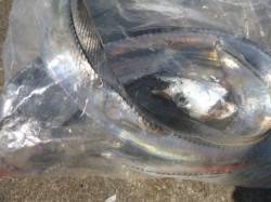 兵突ＲＴ　サビキやタチウオの状況