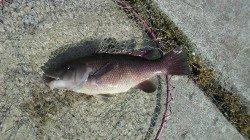 【芦屋店より発信】神戸空港のチヌ情報