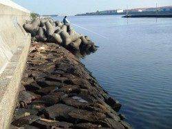 エビ撒きでキビレ泉大津店４日朝ＲＴ