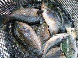 貝塚人工島★フカセでグレ！