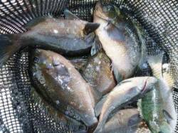 貝塚人工島★フカセでグレ！