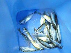 【豆アジ連続ＨＩＴ】アジュール舞子ＲＴ