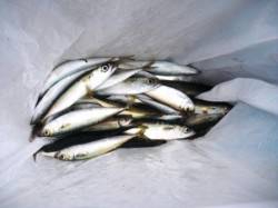 サバ・サバ・豆アジ♪　泉大津RT　10日あ…