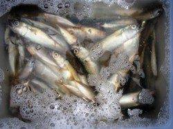 ◇豆アジと小サバ乱舞◇泉大津お昼RT　１１日