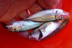 兵突Ｅの風裏で豆アジ４０匹