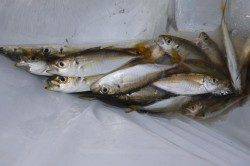 兵庫突堤Fでは５連だ！