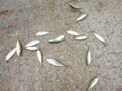 アジュール舞子のアジ釣り好調！