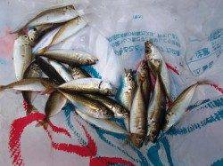 ◇今日も豆アジ・小サバ◇泉大津お昼RT12日