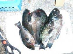 【エビ撒きでスズキクラス!コッパグレも♪】