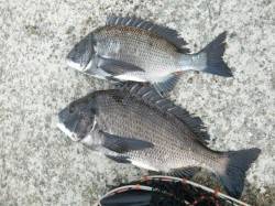 【ハネ・チヌきてます】南芦屋浜リアルタイム…