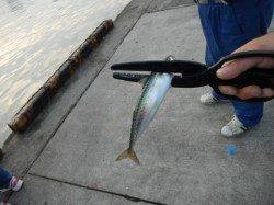 サバ・豆アジ好スタート♪泉大津RT(15日)