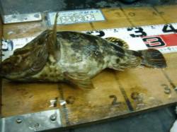 芦屋記録？？こんなの見たことない