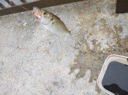 【アジが大きくなってます】アジュール舞子RT