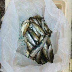 サビキ入れ食いモード 加太15日RT