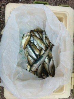 サビキ入れ食いモード 加太15日RT