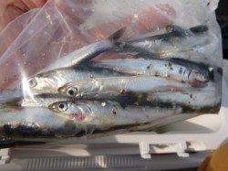 兵突ＲＴ　本日のサビキは