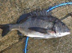 神戸空港ＲＴ　小アジとチヌ