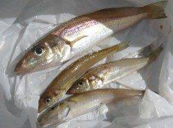 貝塚でグレにキス！食コンはサビキ