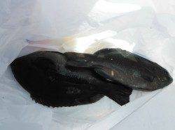 【サビキでママカリ♪アブシン、グレも!】