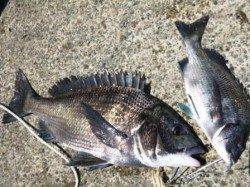 お昼の食コンは　アジ好釣♪チヌも！