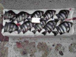 6/13〜15の和田防情報