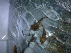 夜の兵突色んな釣り！