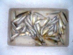 今日はお休み!? 泉大津RT 17日あさ