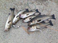 【ハネの聖地だ南芦屋浜】合計9本上がる!