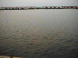 貝塚港にて紀州釣りでチヌＧＥＴ！